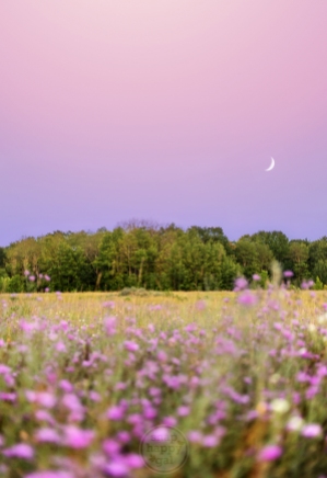A crescent moon hangs in a purple sky marked by matching flowers at the Pelizarri Natural Area near Traverse City