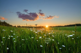 Photo: Sunset drenches a rolling pasture spotted with daisies