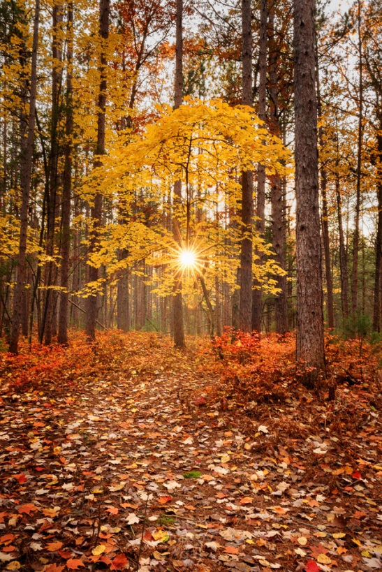The sun bursts through a single yellow maple tree set amid a forest of pines