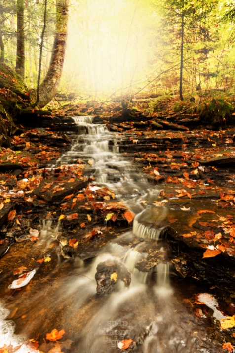 A small stream cascades out of a glowing woodland down a fall-foliage lined creekbed