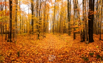 golden-fall-tree-panorama-10151198