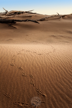 A single bird's footprints through the textured sands of the Sleeping Bear Dunes