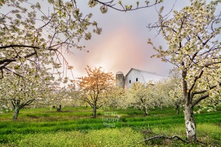 Photo: A sunset peeks out behind a white barn amidst blooming cherry blossoms