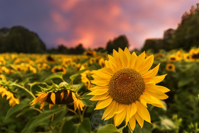 Sunflowers in a field nod their heads under a pink sunset