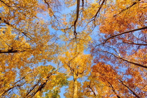The colorful fall canopy, viewed from the ground