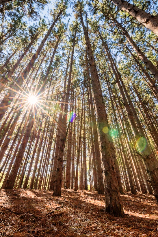 The sun bursts through a tall stand of white pines - a true northern Michigan classic