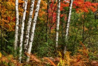 A white birch grouping stands in stark contrast to vibrant fall colors in surrounding foliage