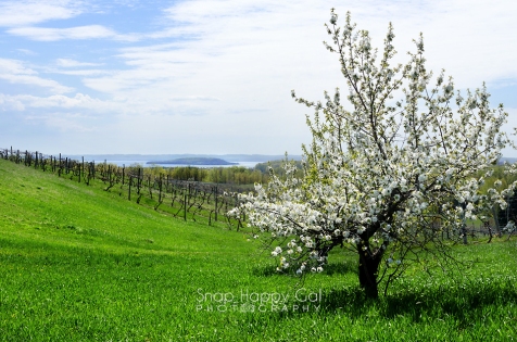 Photo: A green hillside and a blossoming fruit tree accentuate a view of Traverse City's Power Island