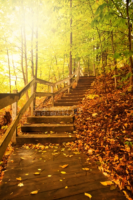 Photo: Winding wooden stairway through golden fall forest