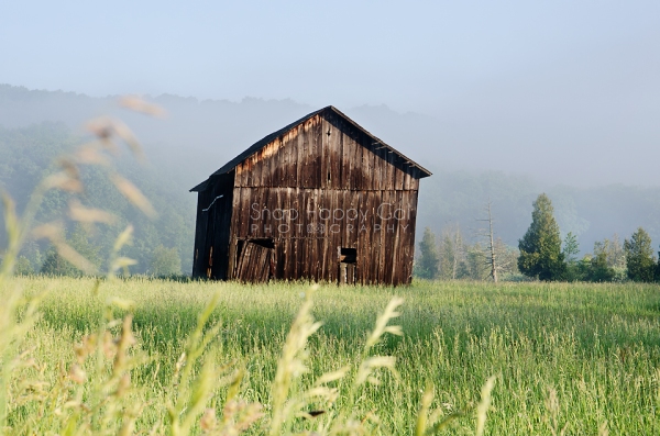 Photo: A dilapidated barn emerges from the morning fog
