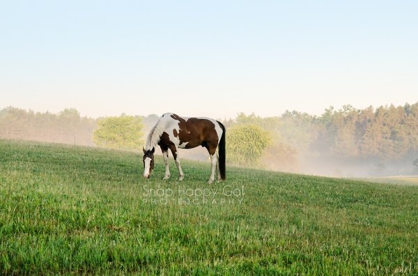 Photo: A painted horse grazes in the lifting morning fog