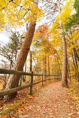 Photo: Log rail, fall trees on the North Country Trail - Buckley, Michigan