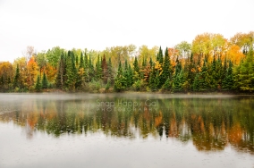 Photo: raindrops on a fall color lined pond, fog and reflections