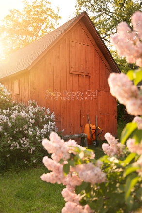 Photo: Spring lilacs bloom around a red barn