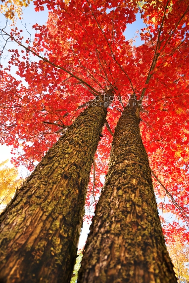 Photo: Upskirt shot of two red-leafed mapled trees