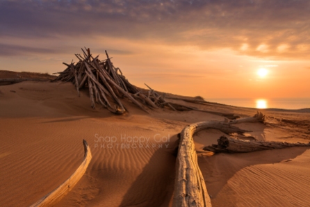 Photo: golden hour, ghost forest, lean-to shelter in the Sleeping Bear Dunes