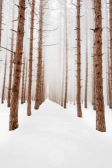 Ethereal Snowy Pines - Snow blows out of the canopy of endless rows of towering pine trees