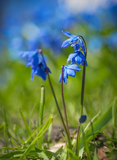 Macro images of spring flowers - blue scilla