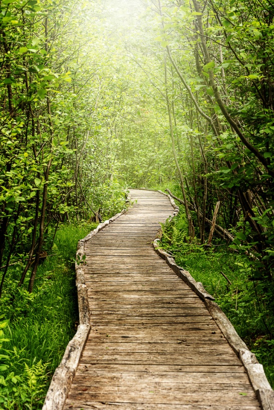 A rustic boardwalk trails through glowing spring green forest growth